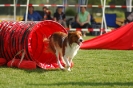  Agilityturnier am 01.07.2006 _252