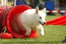  Agilityturnier am 01.07.2006 _378