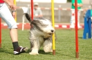  Agilityturnier am 01.07.2006 _380