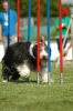 Agilityturnier am 01.07.2006 _500