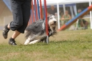 Agilityturnier am 01.07.2007  _230