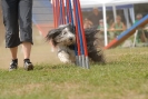 Agilityturnier am 01.07.2007  _231