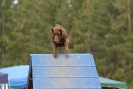 Agilityturnier am 01.07.2007  _876
