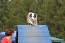 Agilityturnier am 01.07.2007  _897