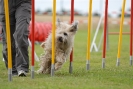 Agilityturnier am 30.06.2007 _378