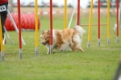 Agilityturnier am 30.06.2007 _385