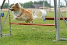 Agilityturnier am 30.06.2007 _388