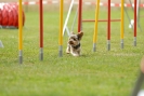 Agilityturnier am 30.06.2007 _404