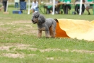 Agilityturnier am 30.06.2007 _709