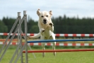 Agilityturnier am 30.06.2007 _828