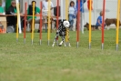 Agilityturnier am 30.06.2007 _859